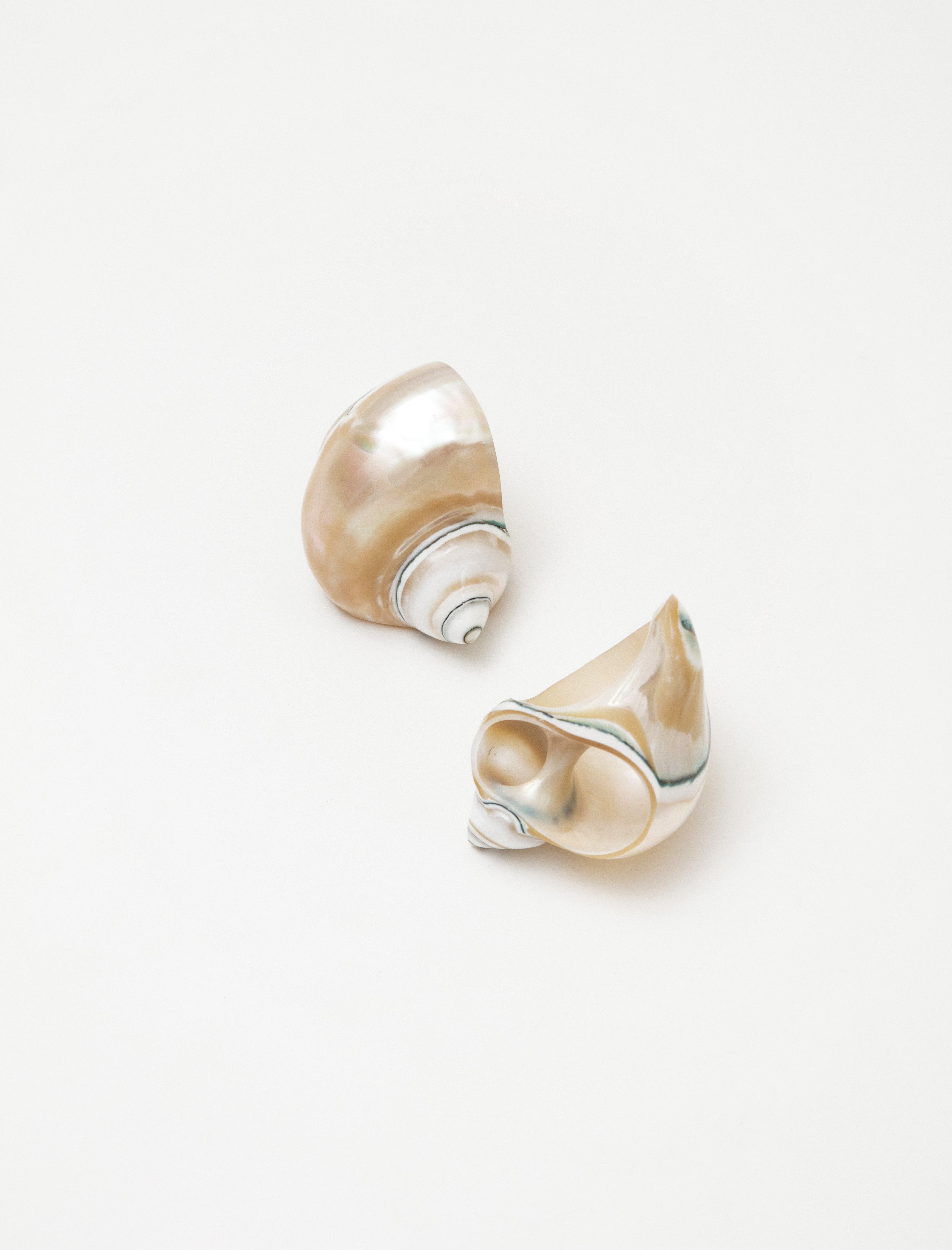 Shell Napkin Ring
