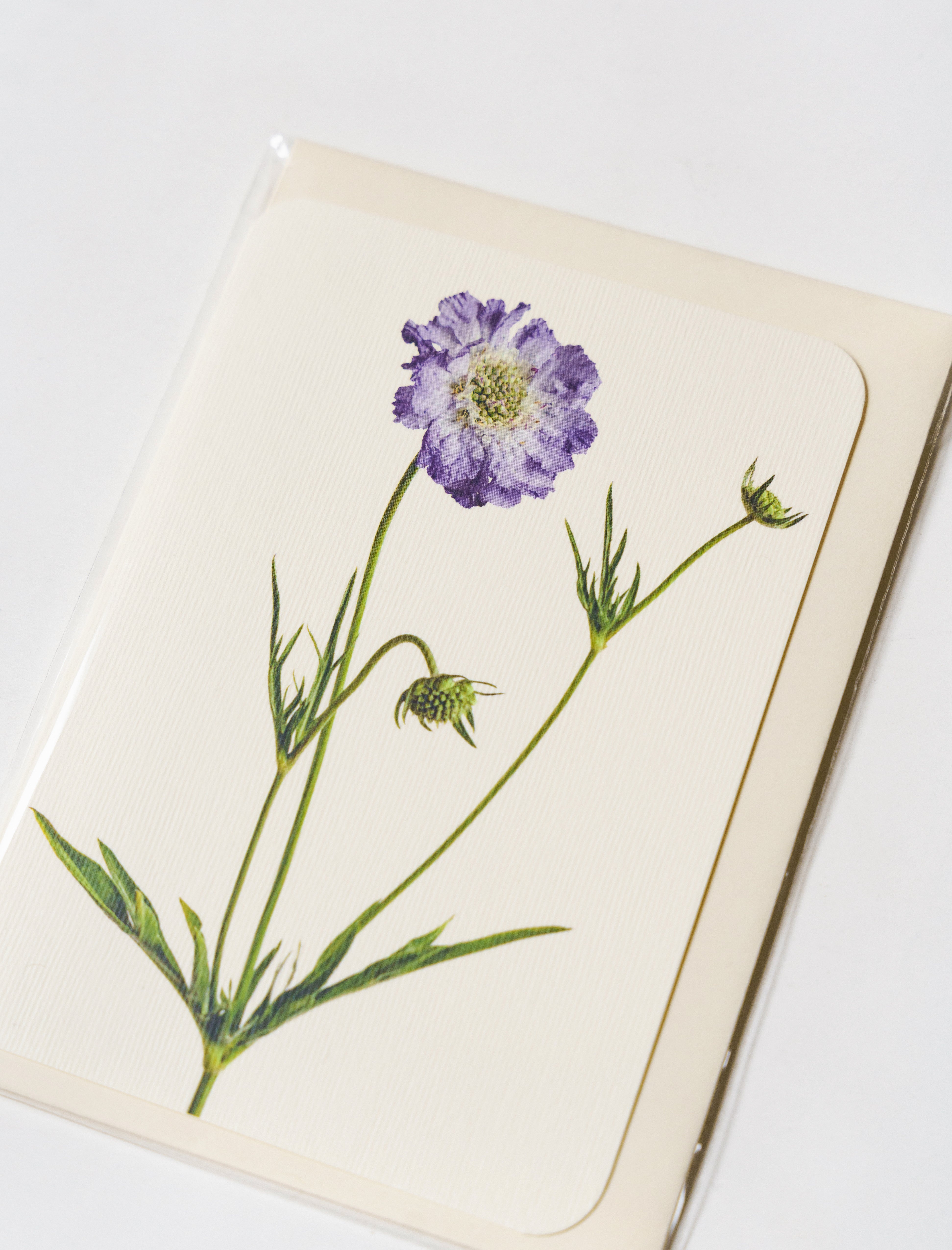 Canonbury Press Greeting Card Scabiosa