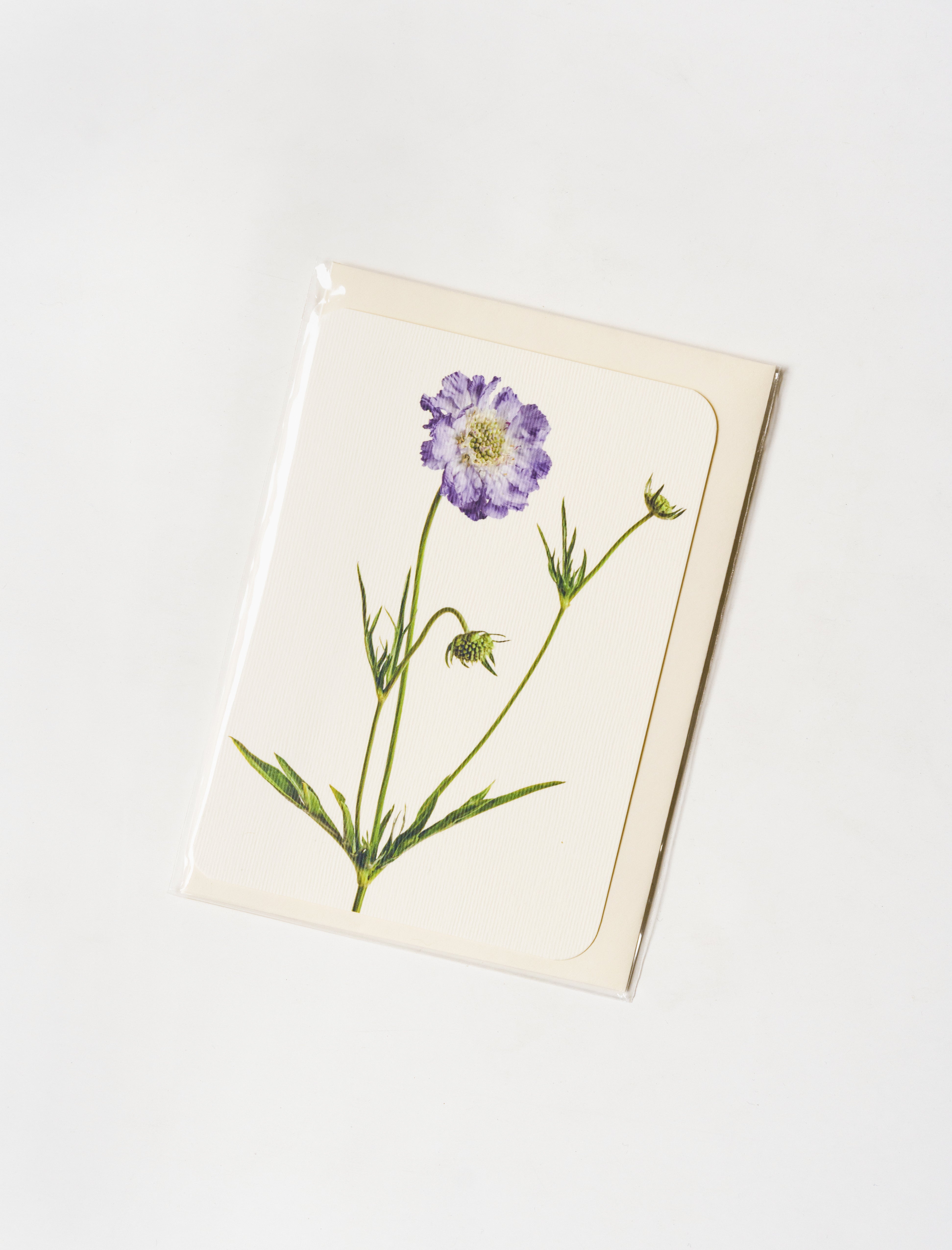 Canonbury Press Greeting Card Scabiosa