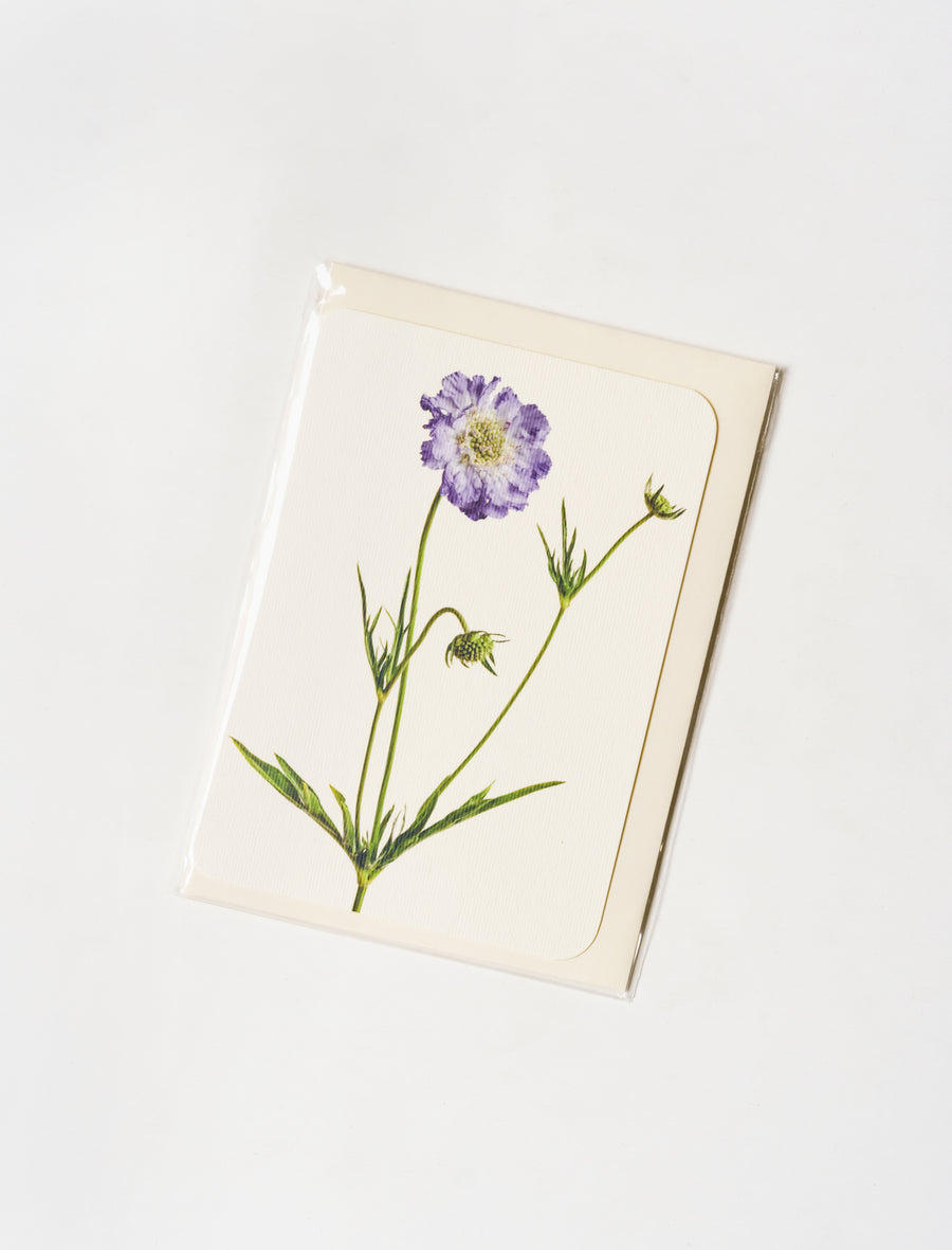 Greeting Card Scabiosa - Image 1